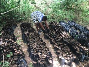 tree nursery